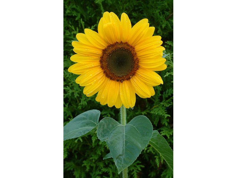blume_sonnenblume_001.jpg